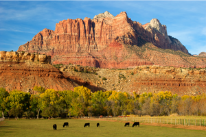 Cows grazing in a field with red rock cliffs and blue sky in the background