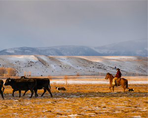 Person on horseback herding cattle in a snowy landscape with mountains in the background